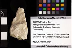 Foto (Objket + Etiketten) von Mesogalathea striata (Remeš, 1895) 